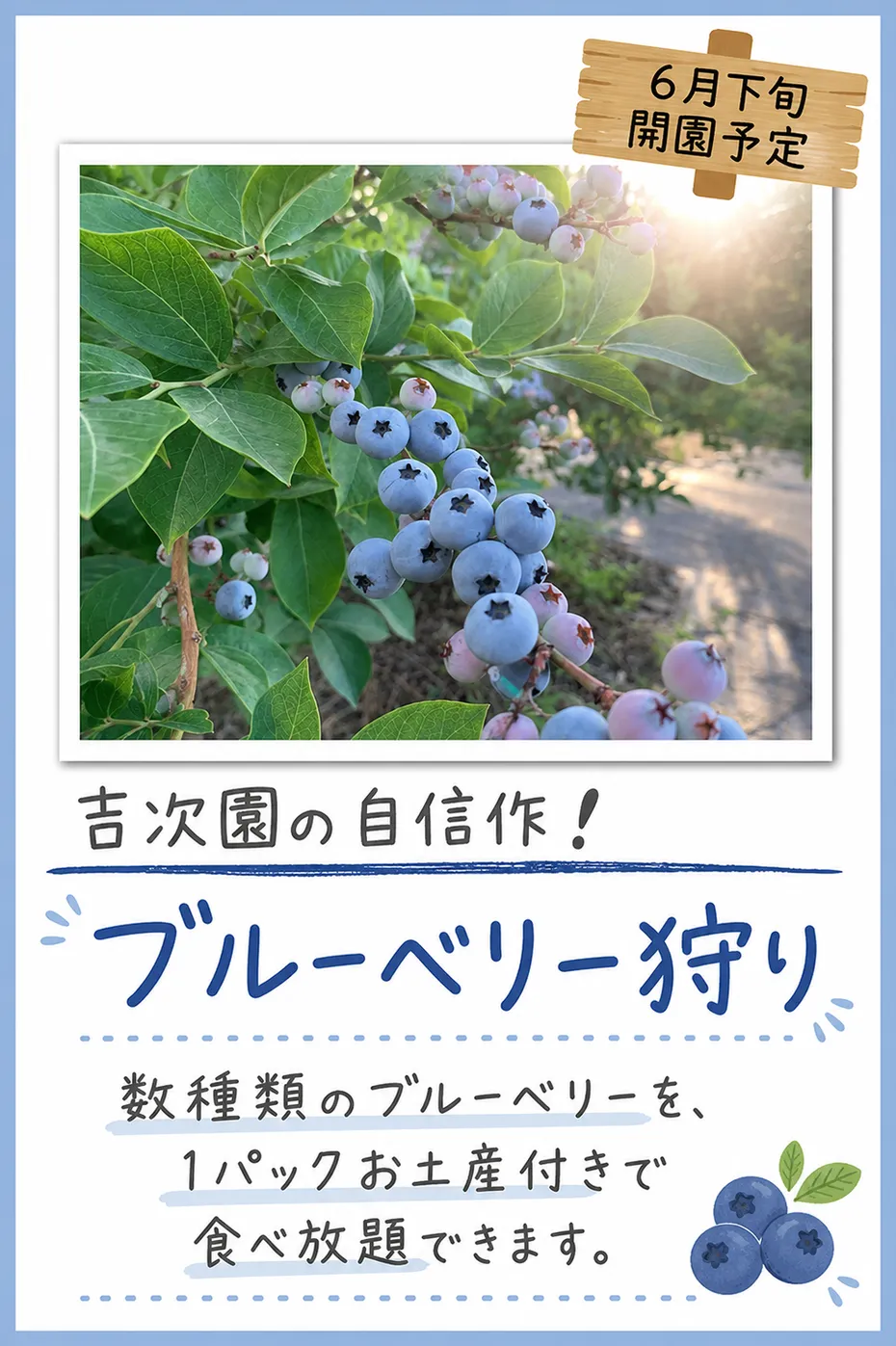 ブルーベリー狩り 6月下旬開園予定。数種類のブルーベリーを、1パックお土産付きで食べ放題できます。