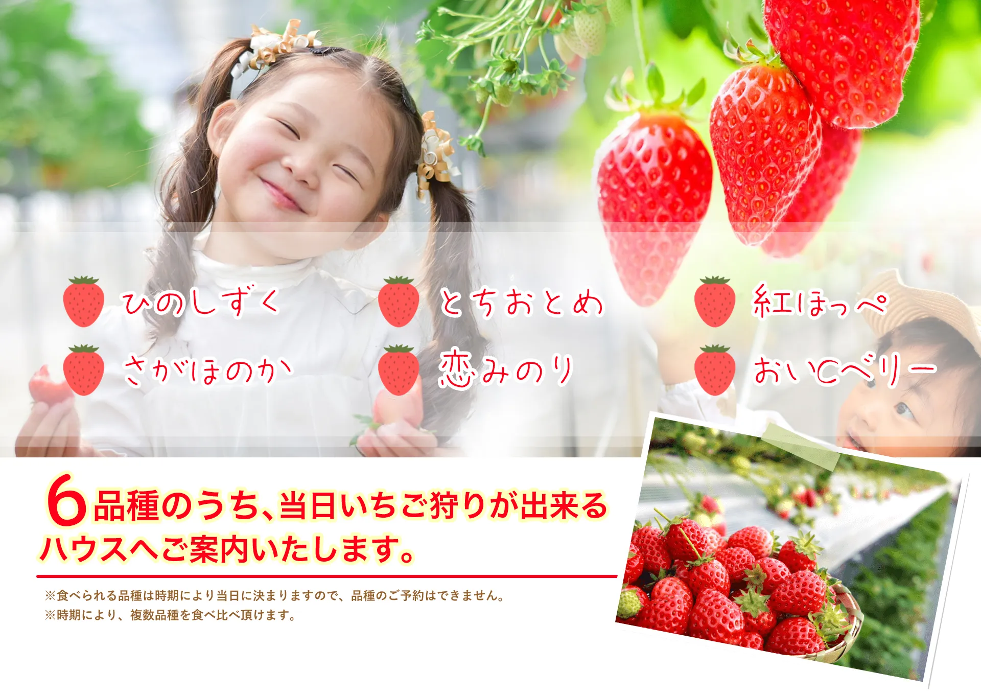 取り扱いいちご6品種の紹介