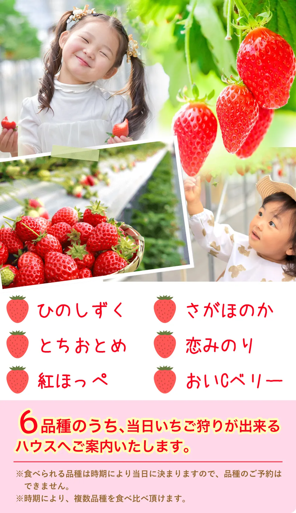 取り扱いいちご6品種の紹介